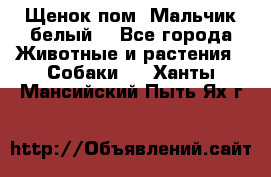 Щенок пом. Мальчик белый  - Все города Животные и растения » Собаки   . Ханты-Мансийский,Пыть-Ях г.